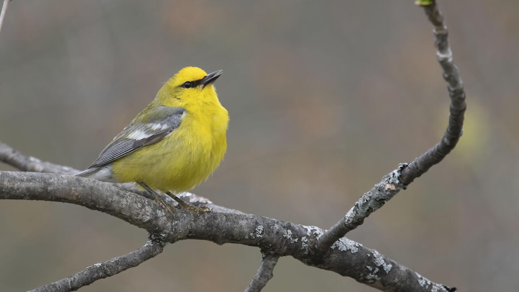 How to turn down the volume and protect wildlife in your yard and garden